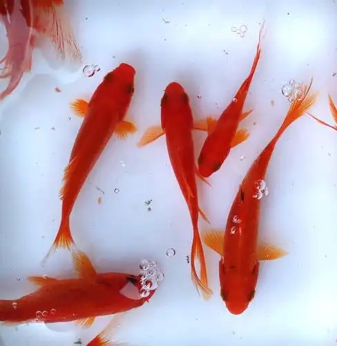 金鱼和红鲤鱼简笔画法 简笔画图片大全-蒲城教育文学网