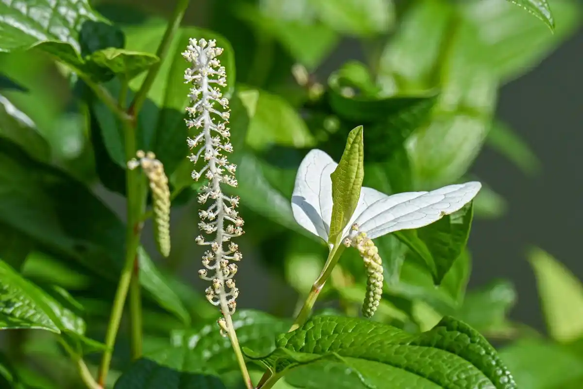三白草何来有三白
