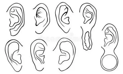 幼儿园人耳朵简笔画