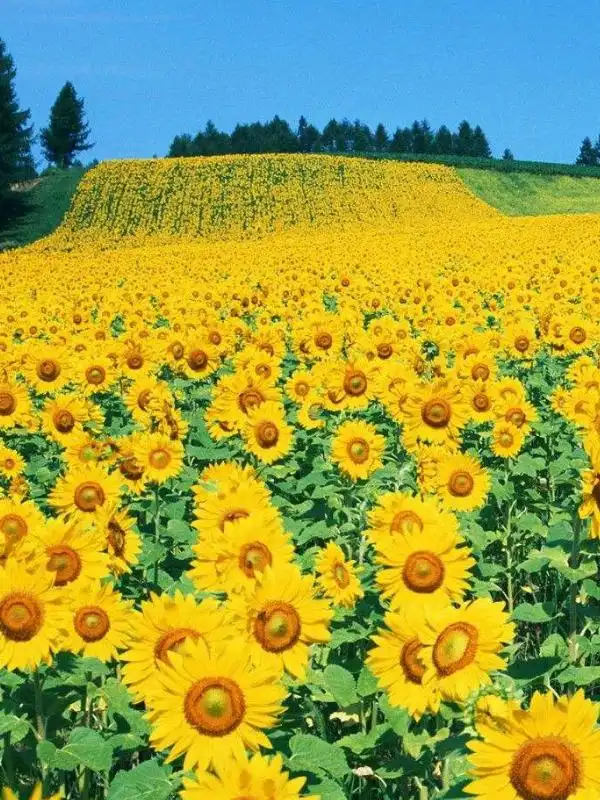 未来10天,财运攀升好运不停歇,一生平安无忧,添财添福