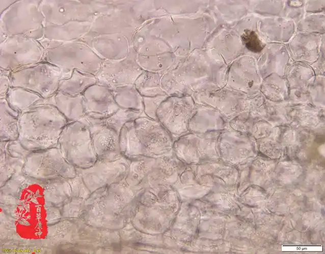 独活木栓细胞,栓内层