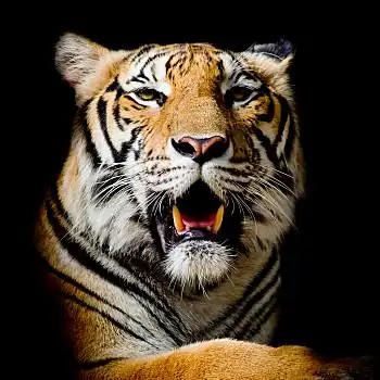 虎,头像,孟加拉