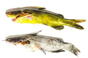 黄黄的昂刺鱼放冰箱一夜变黑