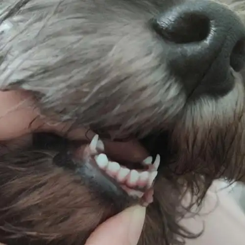 犬齿双排牙最后还是拖鞋解决了问题