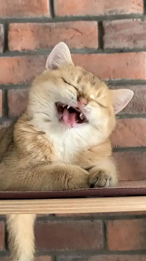 会发出小狗叫声的猫咪