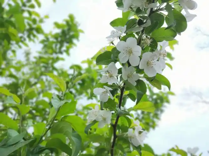 花草树木皆有情