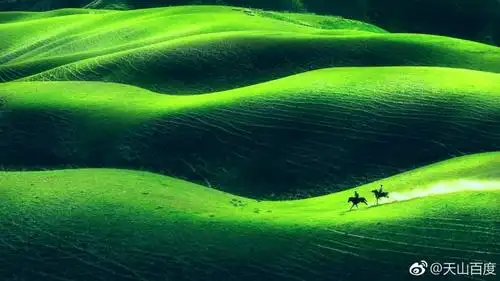 一片草原绿放空整颗心