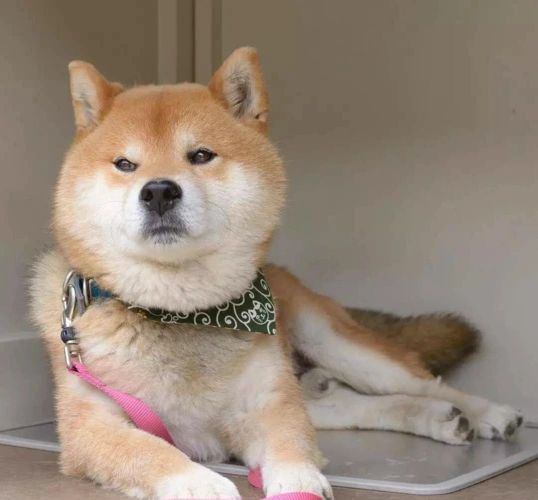 网红柴犬靠邪魅狷狂的魔性笑容火遍ins被称为狗界吴彦祖