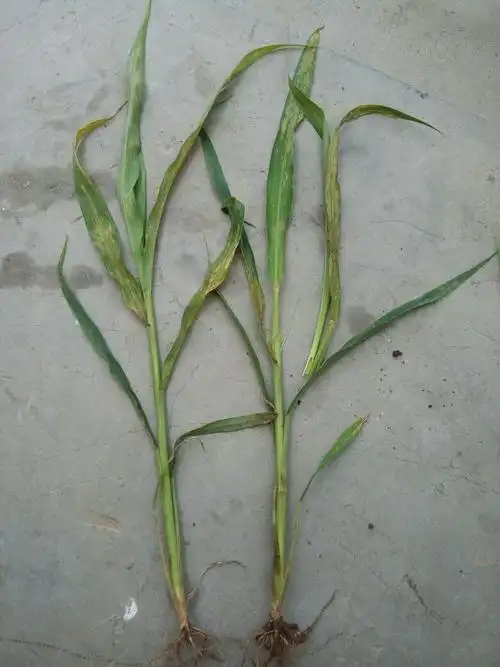 谷子白发病怎么防治?请各位大仙指点一二,谢谢