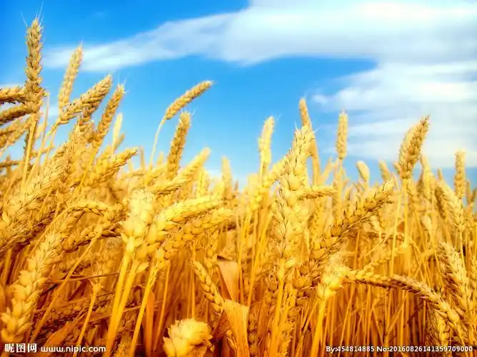 麦田图片