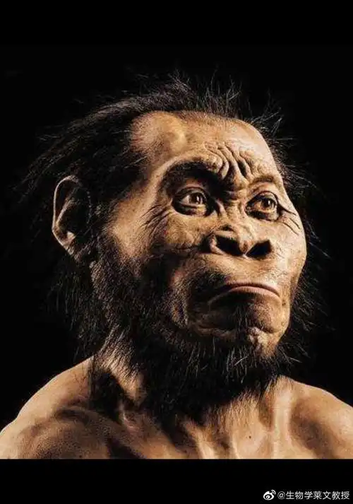中国古人类起源北京猿人