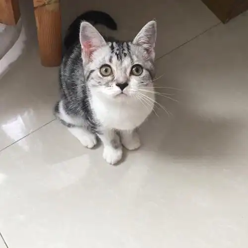 家庭小猫美短加菲