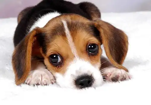 狗狗眼睛红肿是由哪些因素引起|狗狗常见病-波奇网百科大全