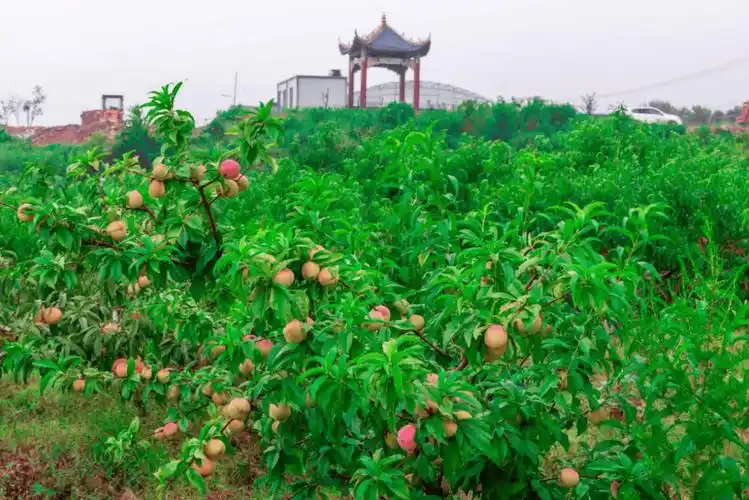 据了解,当地返乡创业人员蒋国祥通过流转绿化荒山荒坡,盘活闲置土地