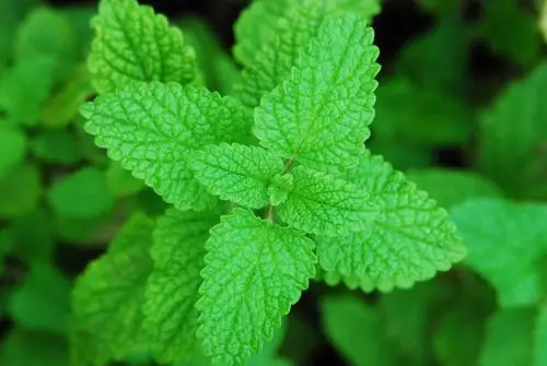 香蜂草 (单方) melissa  100ml/瓶>