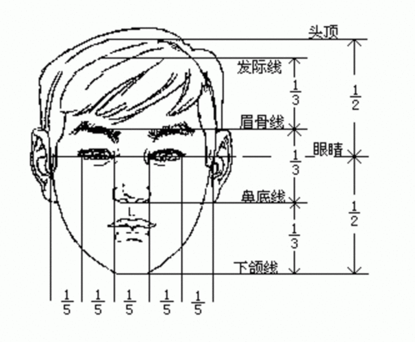 头部的基本比例在学习画头像素描中也是重要的课程,尤其是对于一些