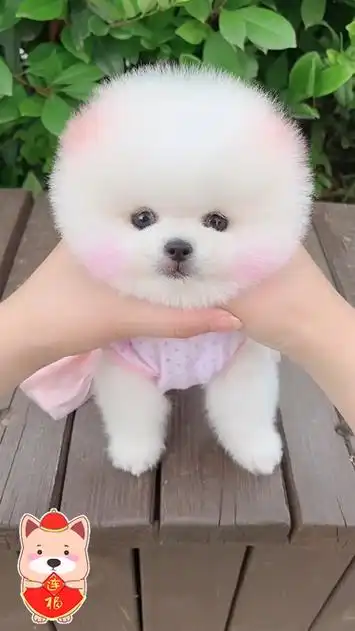 超萌可爱小奶狗,心都被它萌化了!