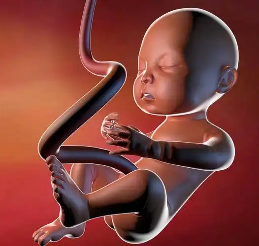 怀孕6个月胎儿的身长大约30cm,体重在600g左右,胎儿的毛发正在生长