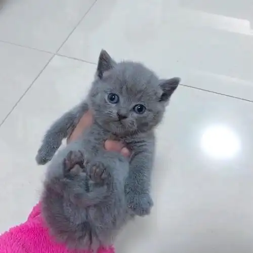 自家蓝猫崽崽找爸妈