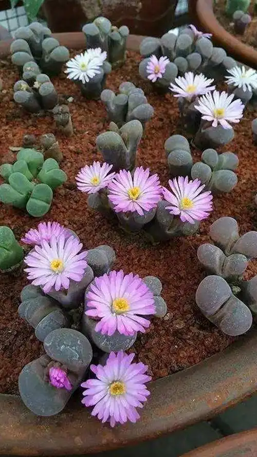 百花诗集之二七零《石头花》