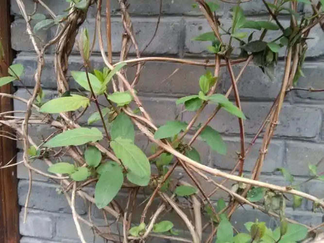 这是什么藤本植物