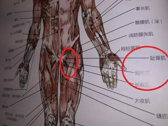 跑步后腹股沟痛拉伸法