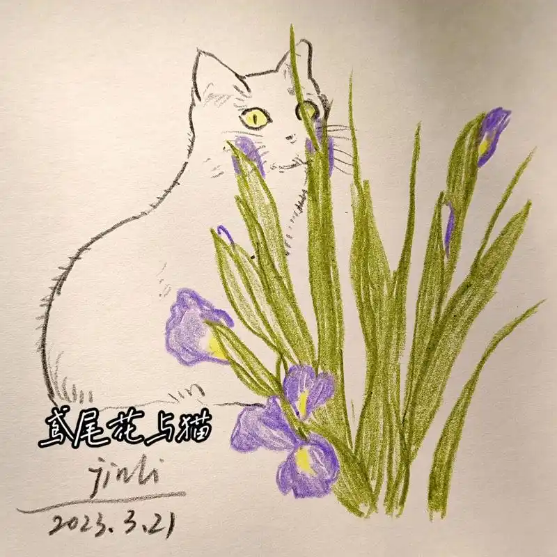 彩铅画鸢尾花与猫速写|新手入门|.今天下午偶然看到了一只黄色 - 抖音