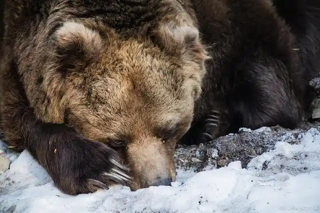 熊冬眠时被正在觅食的狼群发现,熊会被吃掉吗?