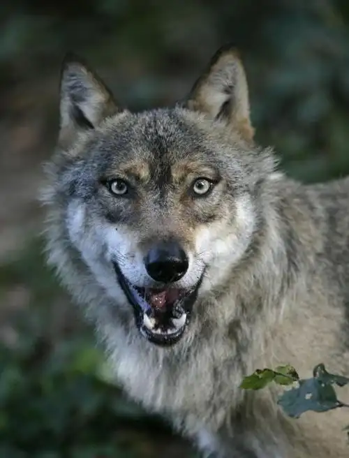 东北狼王为救治病重母狼,冒死硬闯兽医家,5年后狼王携狼群来报恩