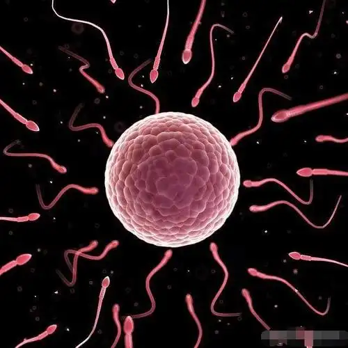 必须有优质的精子和优质的卵子相互结合形成受精卵,受精卵能够在女人