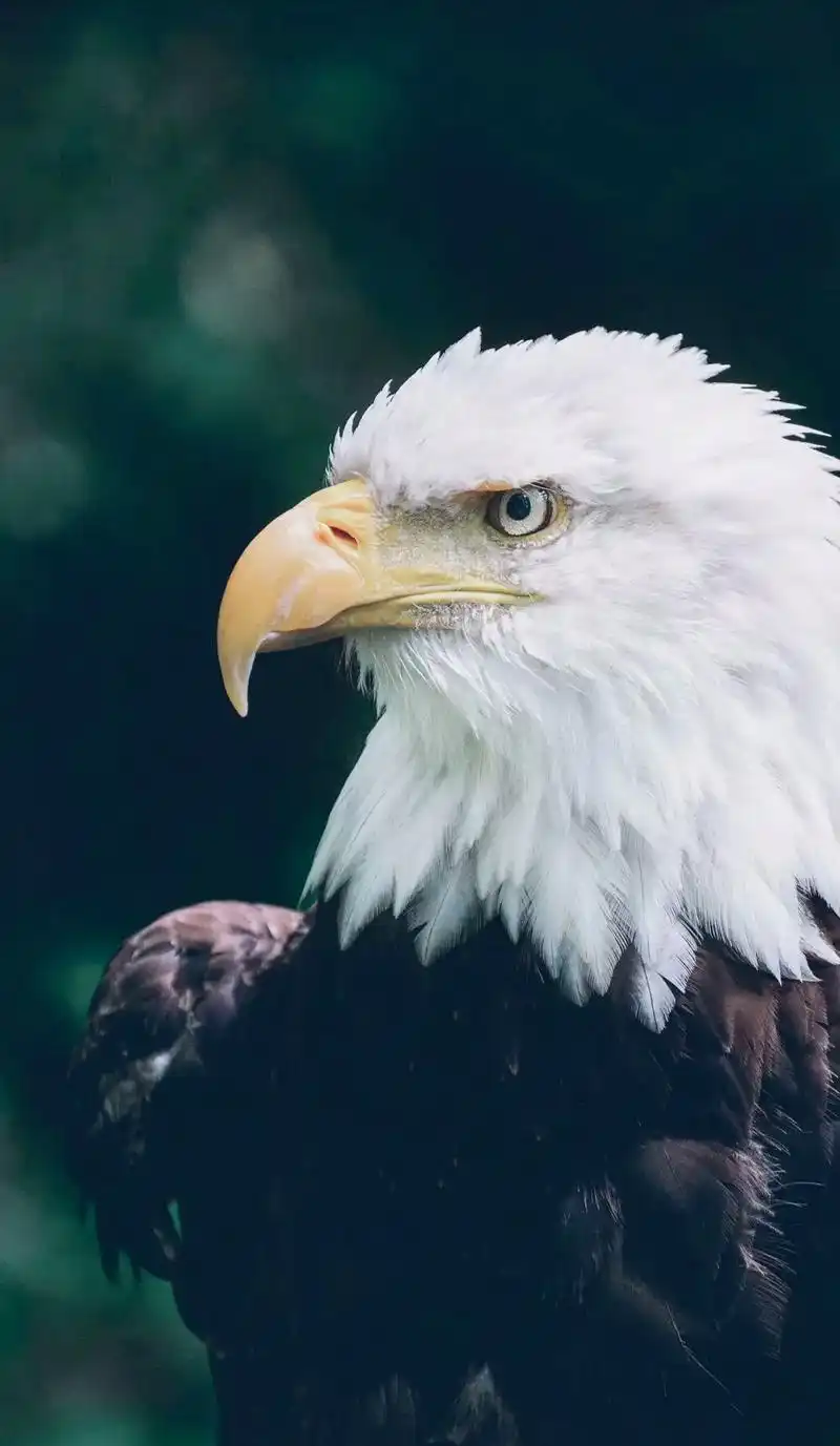 高清精美猛兽壁纸#原神壁纸 #高清壁纸 #霸气壁纸  - 抖音