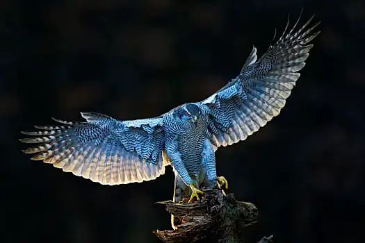 鹰图片_鹰图片大全_鹰图片下载