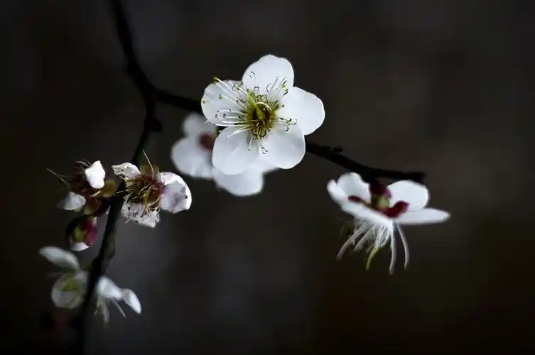 精美的图片几朵梅花