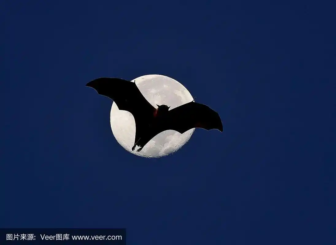 蝙蝠在夜间飞行