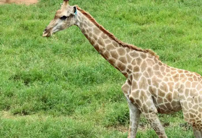 在动物园里的长颈鹿