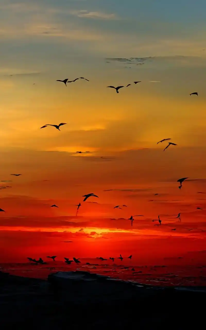 海鸥是天空与海的音符,云彩因思念而消瘦.#抖音图文来了 #愿 - 抖音