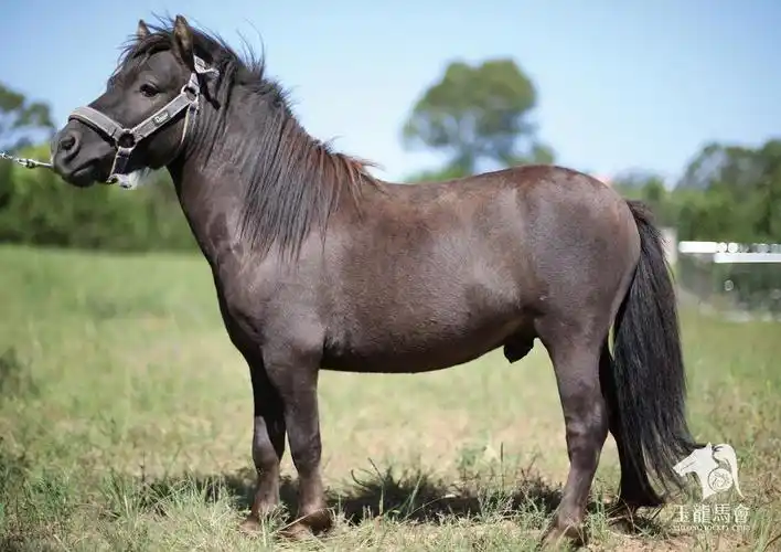 玉龙马匹网络拍卖会初冬再上新20匹品质好马等你来挑