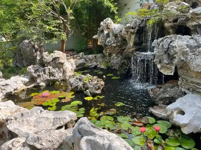 "洋"睡莲 "假山跌水"呈现别样水池景观