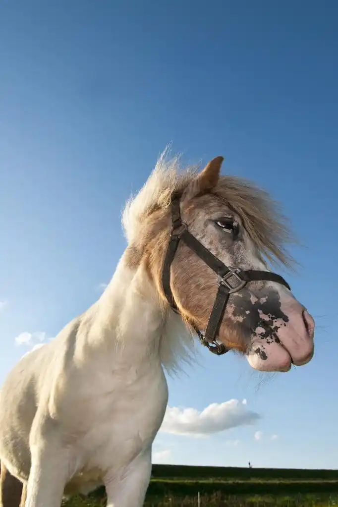 马,在关闭了,蓝蓝的天空中美丽的白色马