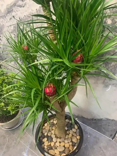 我家的龙血树开花了