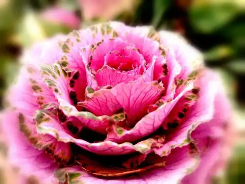 【七彩莲花开】