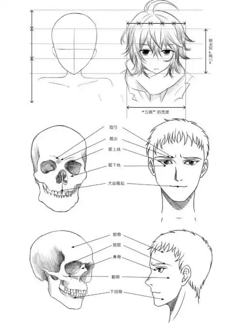 自学漫画人物头部结构练习