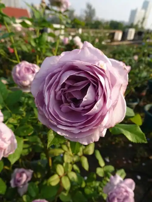 状态在线的时候还挺好看的#月季  #广东月季  #两广月季  #蓝色风暴