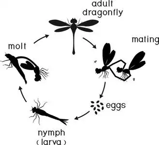 从卵到成虫的蜻蜓发育阶段序列照片