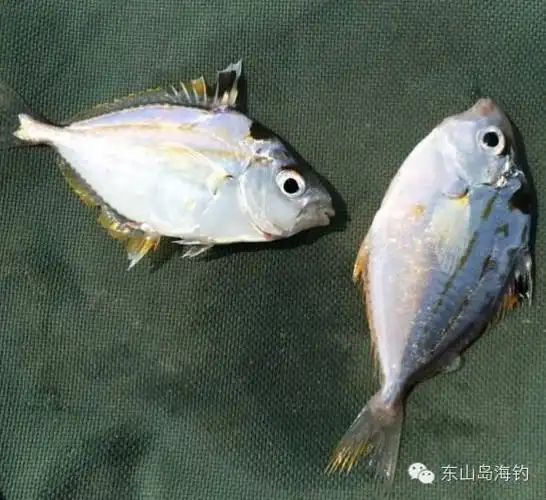 叶子鱼(油刺),55∽70元/斤