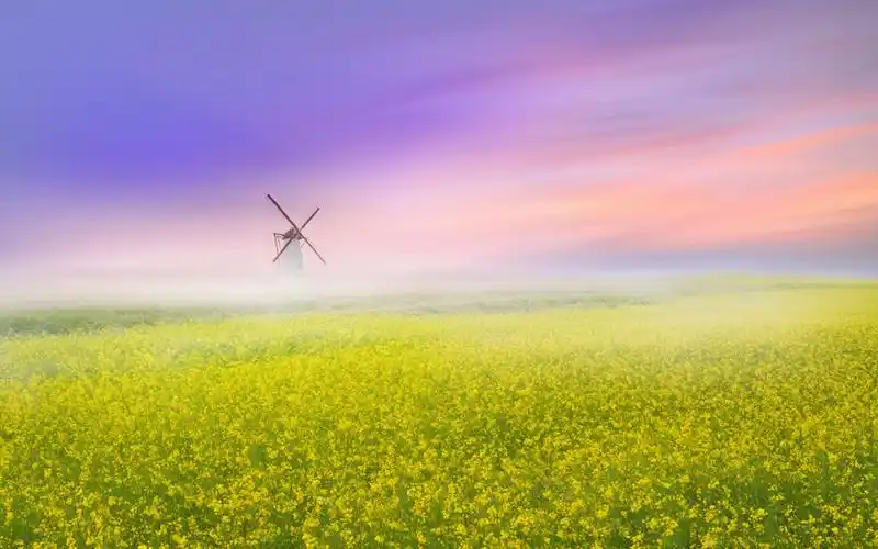 唯美油菜花春季风景桌面壁纸