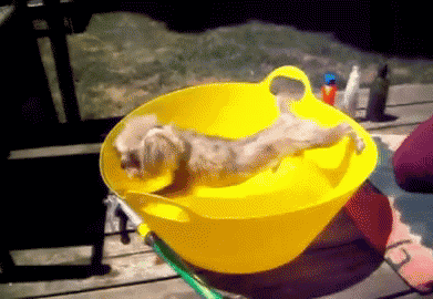 搞笑gif图:截图选女朋友,看看你的红颜知己漂亮吗