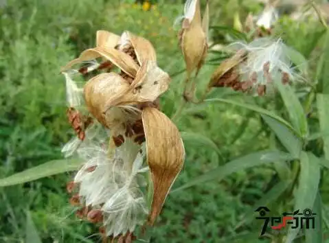 薄荷11月果实图片