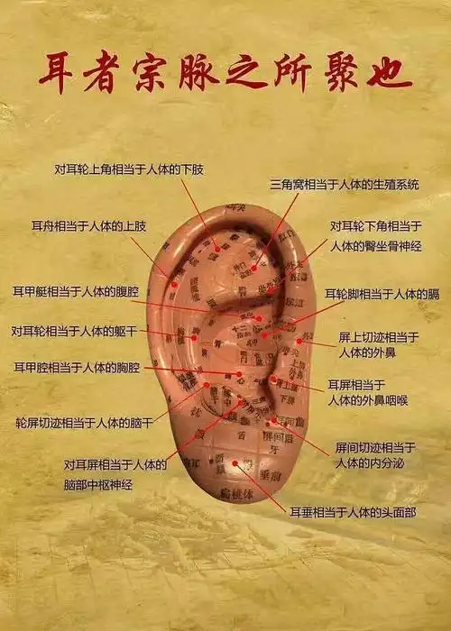 耳针疗法泛指用针刺或其他方法刺激耳廓穴位以防治疾病的方法.