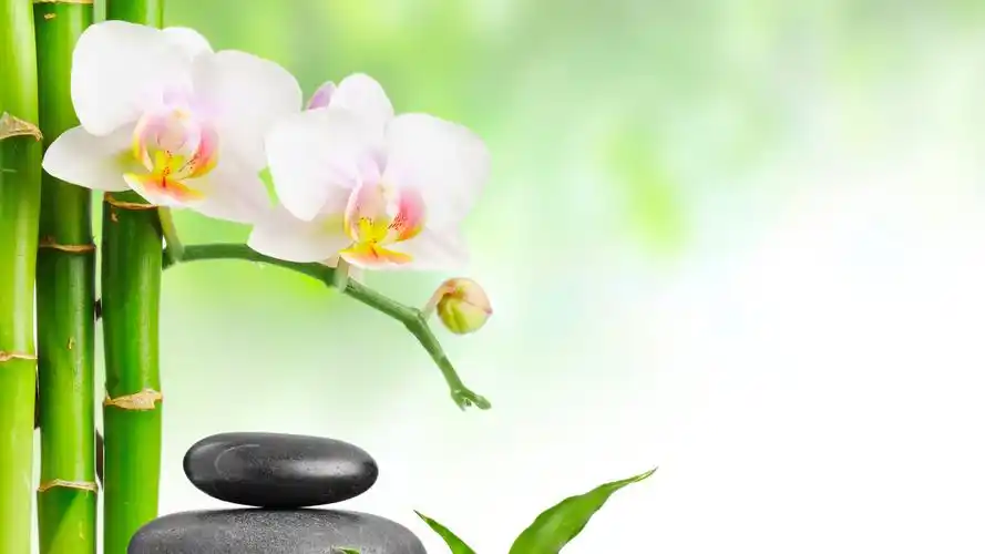 叶 墙纸 温泉岩 竹 兰花 4k壁纸壁纸(小清新静态壁纸) - 静态壁纸下载